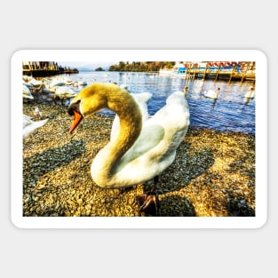 Shy Windermere Swan Sticker